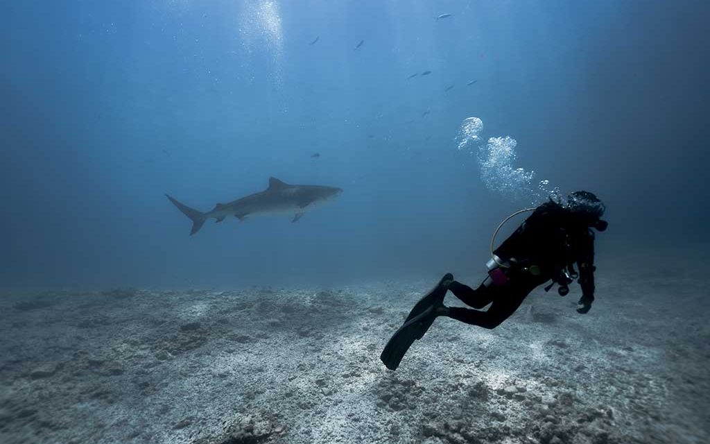 Shark Expedition Fuvahmulah