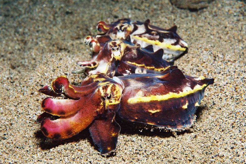 Sea Explorers - Dauin