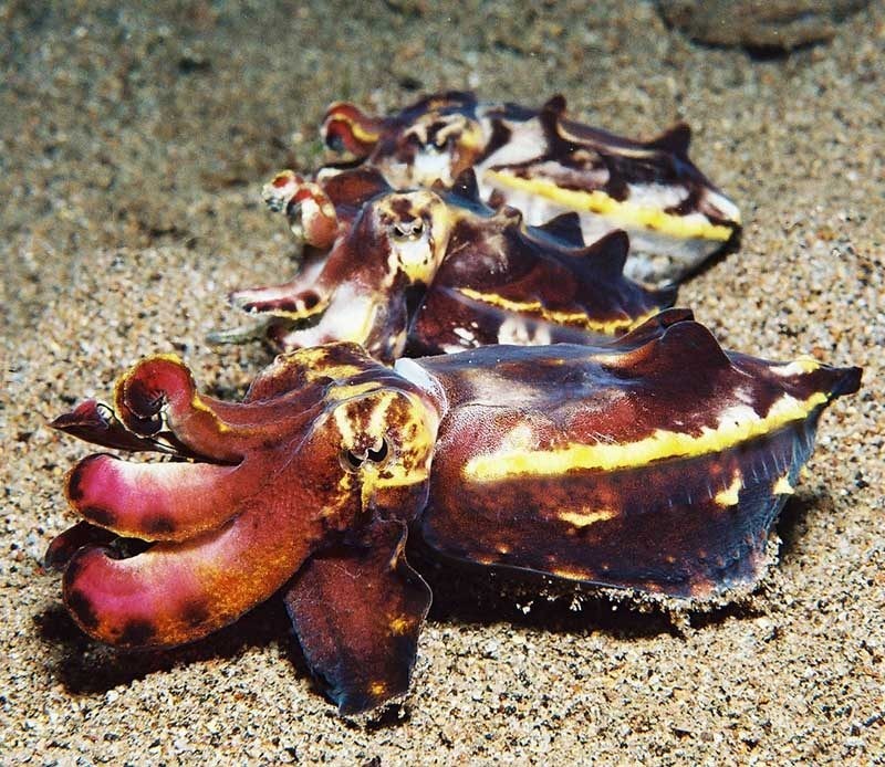 Sea Explorers - Dauin