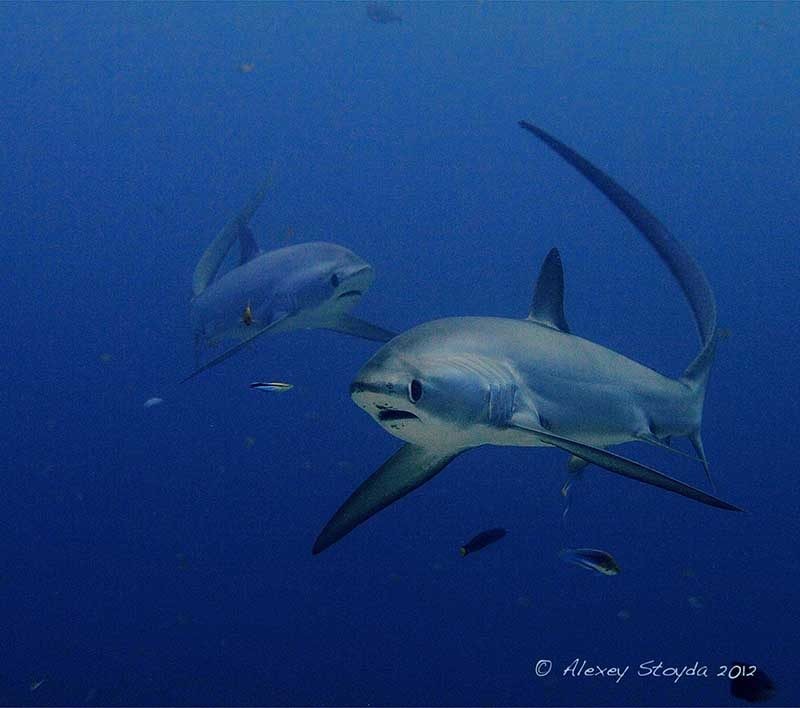 Sea Explorers Malapascua