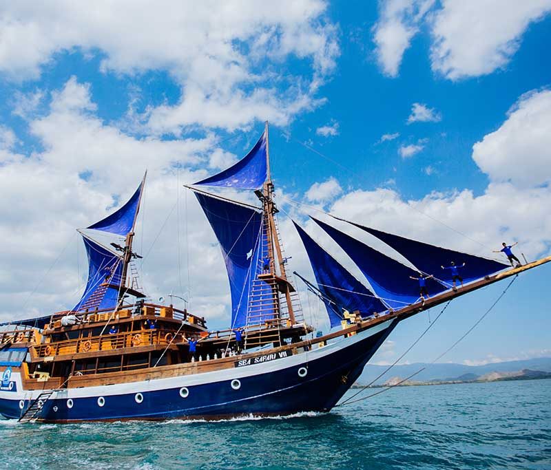 Sea Safari VII