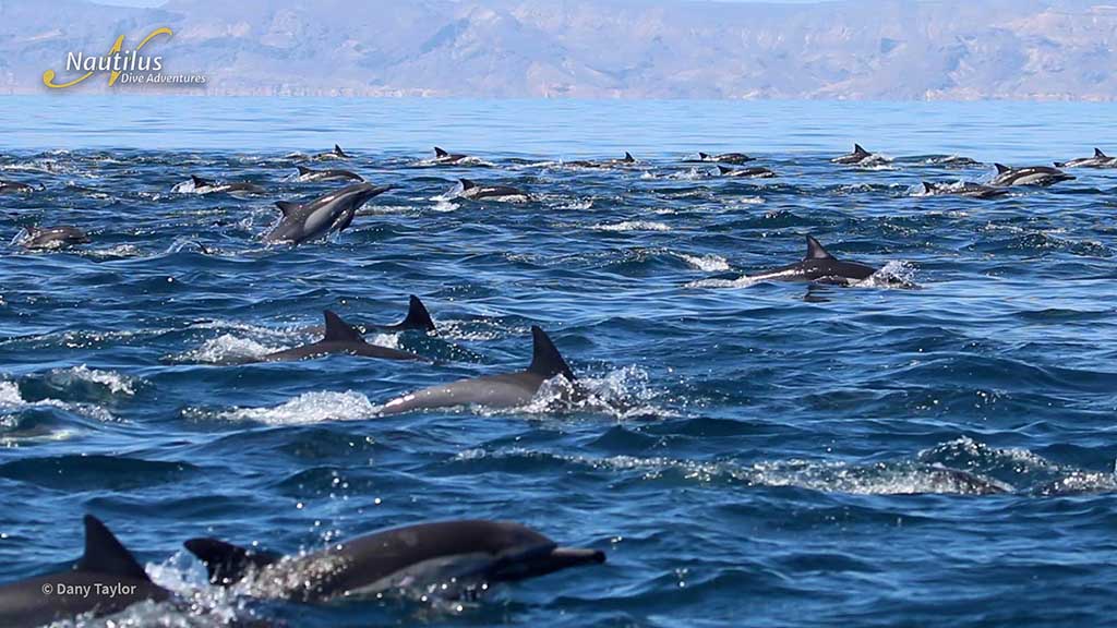 Sea-of-Cortez-Dolphins-Dany-Taylor -Belle amie Sea-of-Cortez-Dolphins-Dany-Taylor -Belle amie