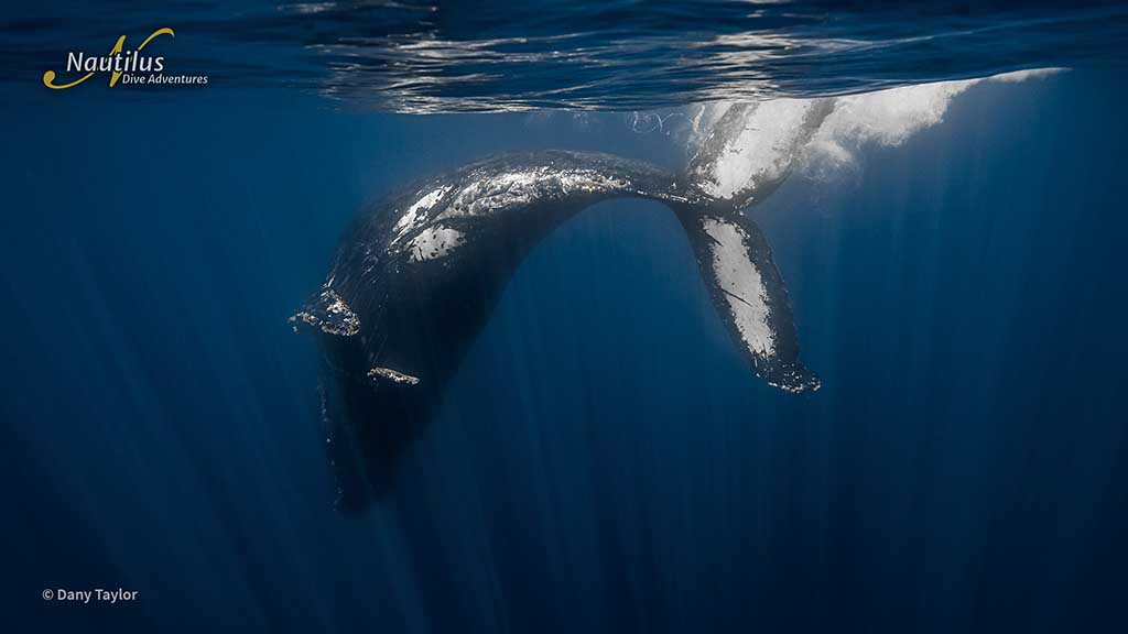 Sea-of-Cortez-Humpback-Whale-Dany-Taylor-Belle-amie Sea-of-Cortez-Humpback-Whale-Dany-Taylor-Belle-amie