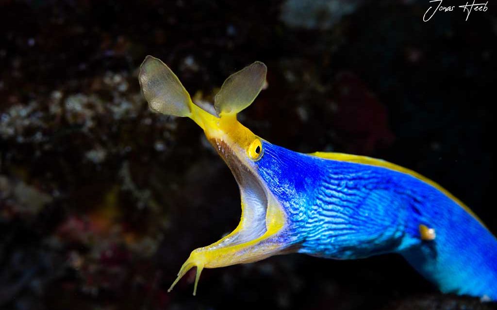 Solitude Acacia Dive Center