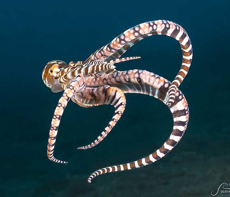 Solitude Lembeh Resort Tauchbasis