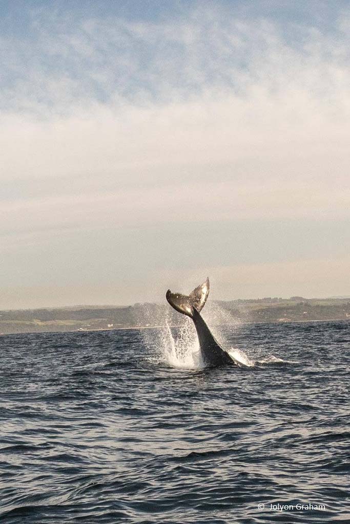 Suedafrika Mosambik Reisebericht 2 Suedafrika Mosambik Reisebericht 2