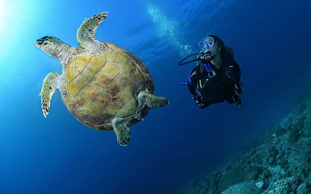 The Fives Diving Center