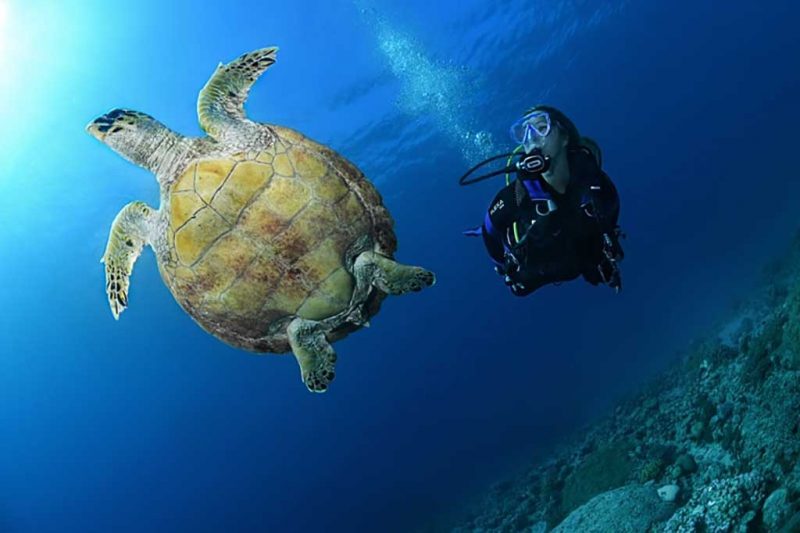 The Fives Diving Center