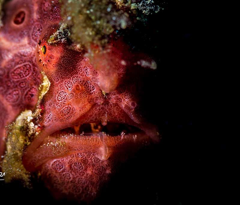 Blue Bay Divers Saronde