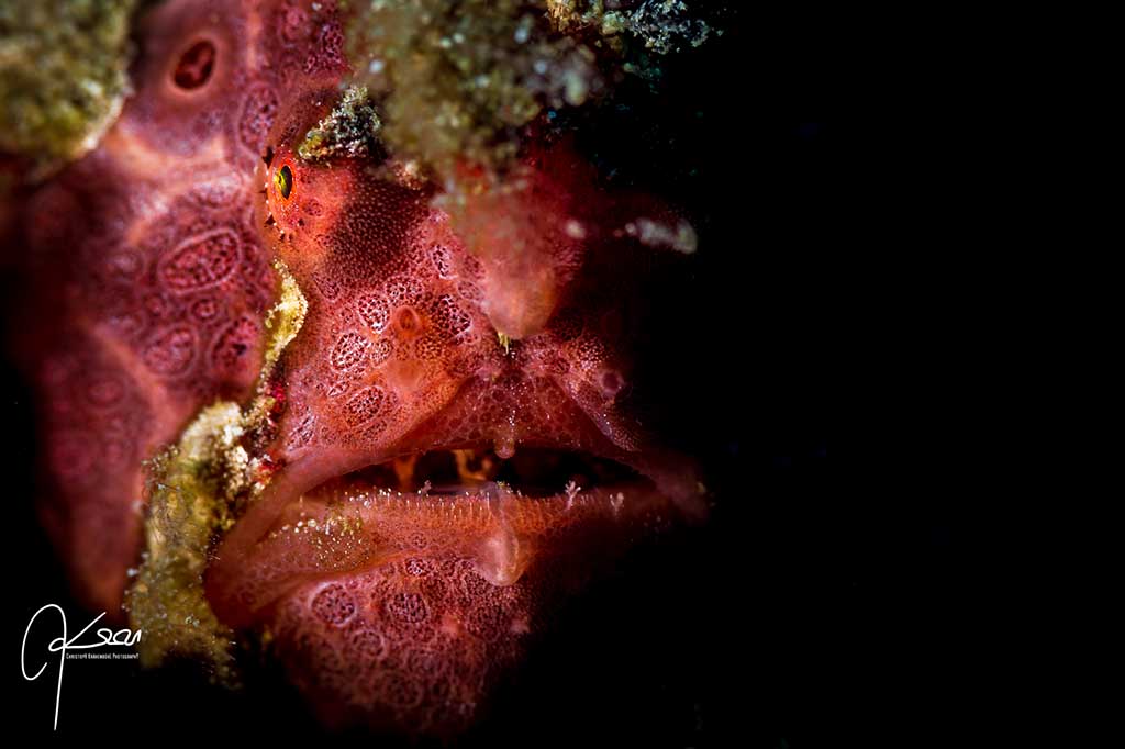 Blue Bay Divers Saronde