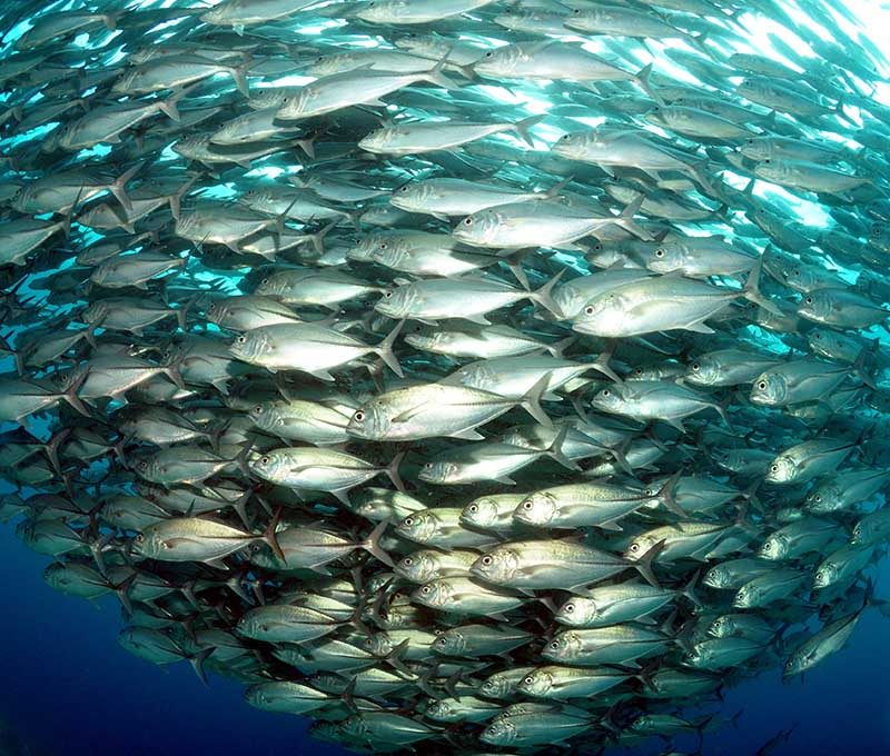 Goya und Royo - Visayas Tauchsafaris