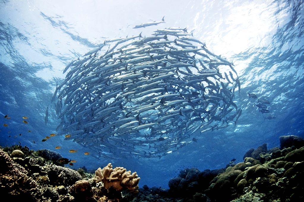 Sipadan Kapalai Dive Center