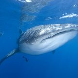 walhaie 01 cancun mexiko reisebaustein yucatan dive trek tiburon ballena