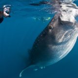 walhaie 02 cancun mexiko reisebaustein yucatan dive trek tiburon ballena buzo andrea