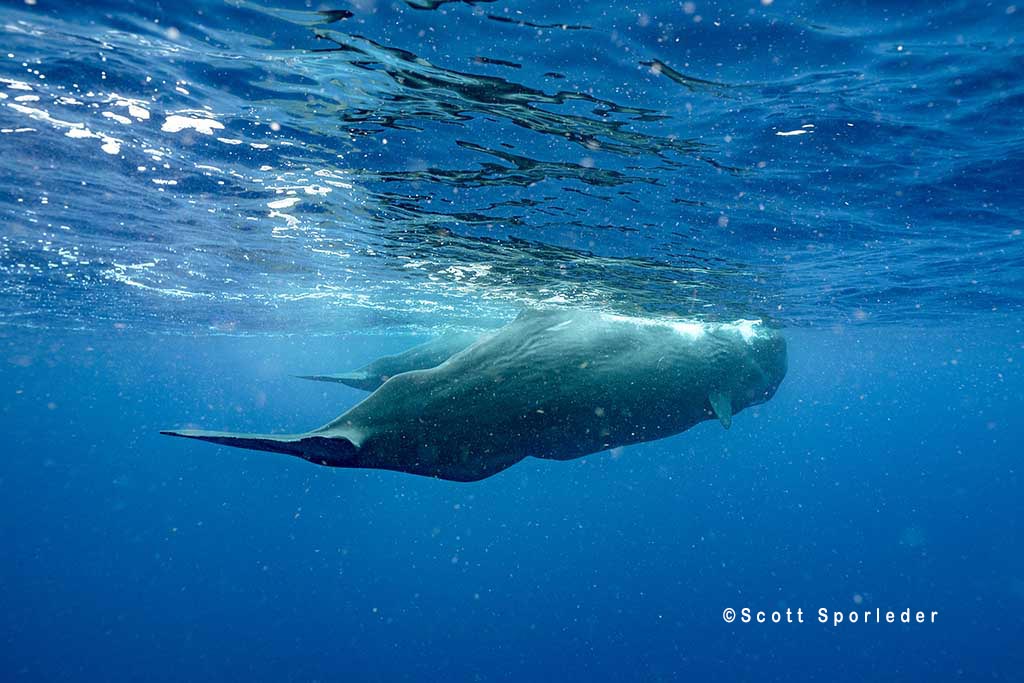 ©Scott Sporleder Dominica Stills 1
